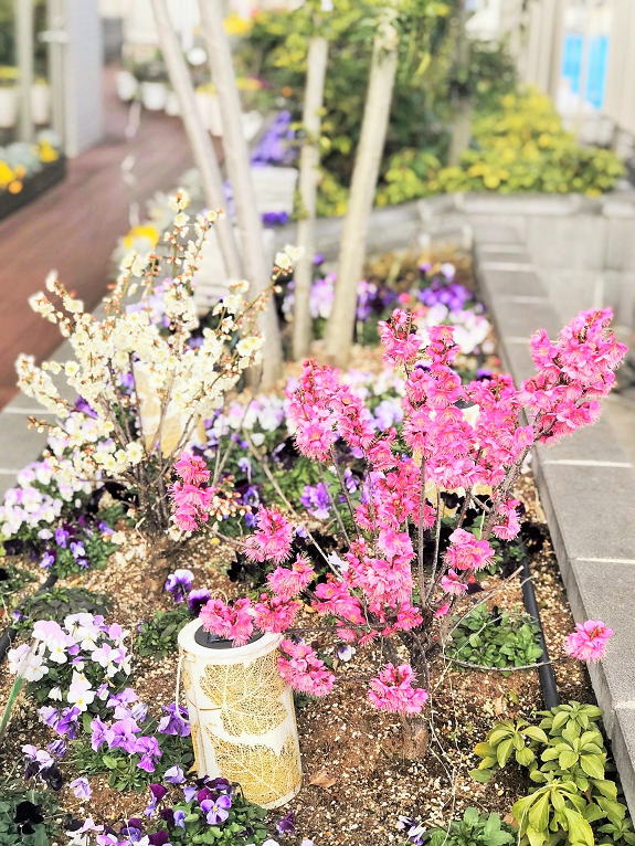 2月4日　梅満開